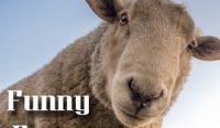 Funny Farm Online Game