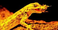 Noise from Military Jets Drives Rare Lizards to Eat More, Study Finds