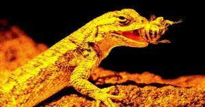 Noise from Military Jets Drives Rare Lizards to Eat More, Study Finds