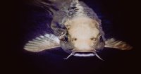 Salmon Farming Goes High-Tech: Facial Recognition Tracks Fish Health